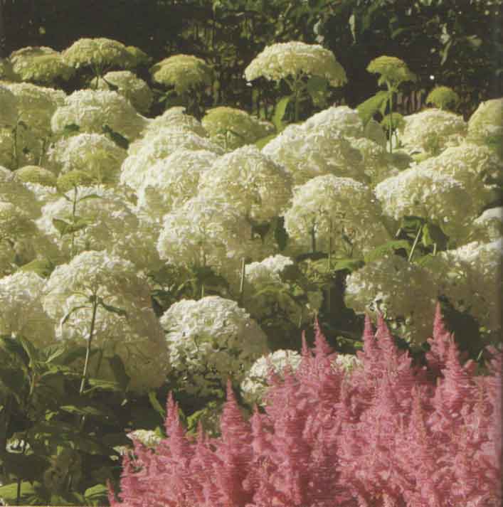 Pallohortensia